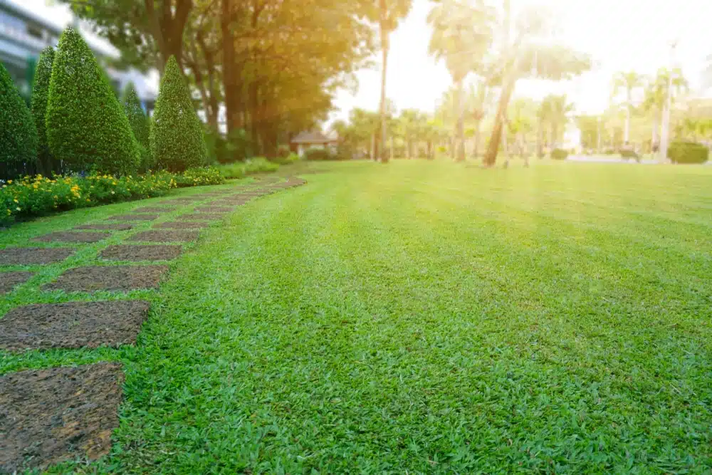 Lawns manicured lawn on a sunny day