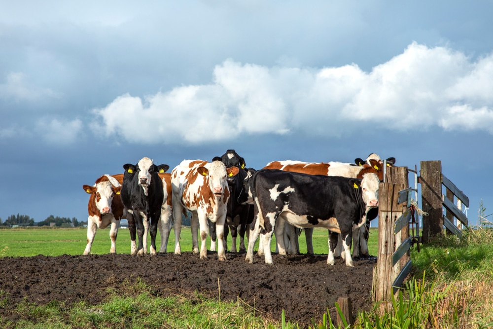 The Livestock cows in a paddock, manure source