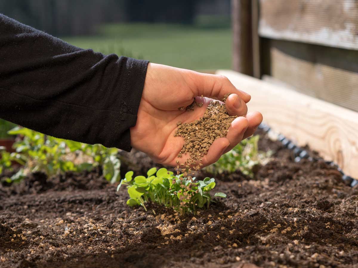 how to use organic fertilizer for organic farming or gardening; hand holding fertilizer close to soil or growing media