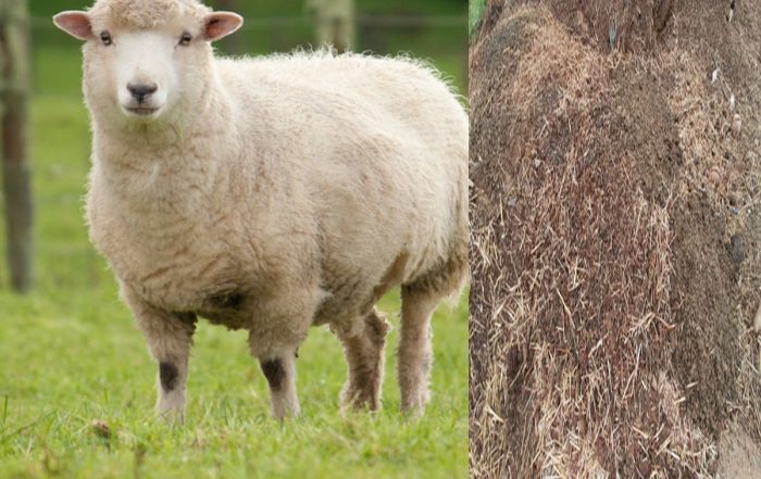 Sheep Manure Cottesloe