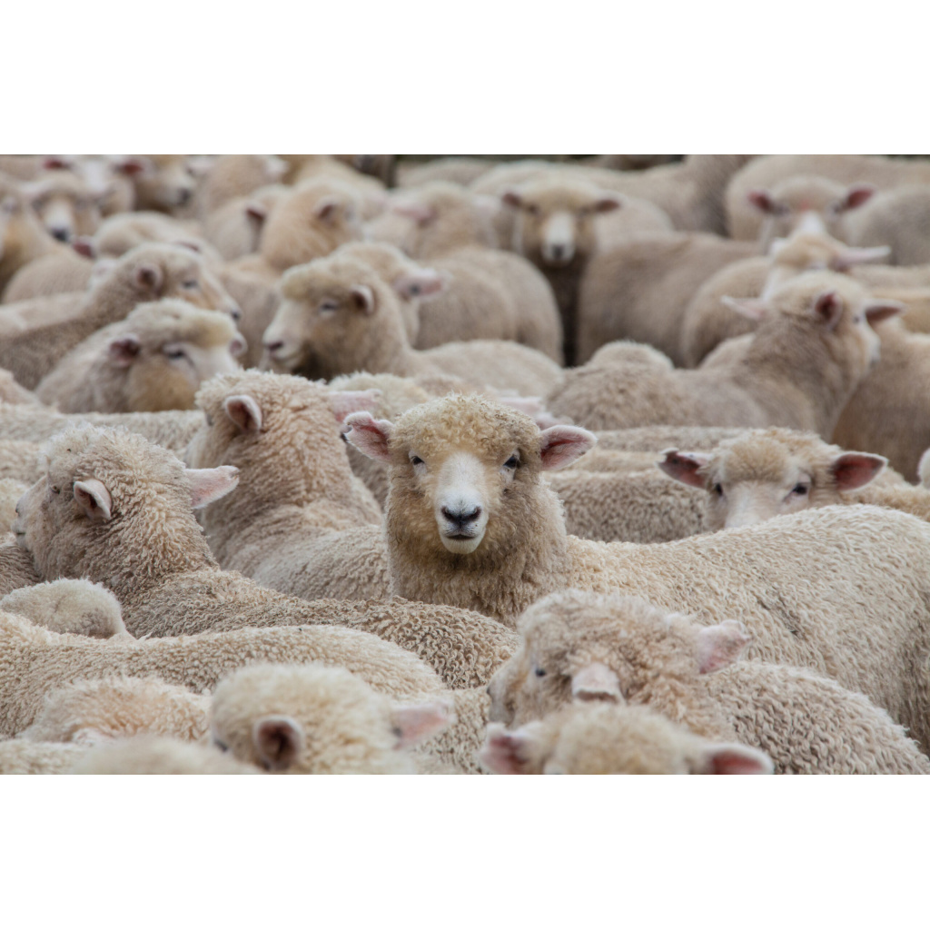 Sheep Manure Perth
